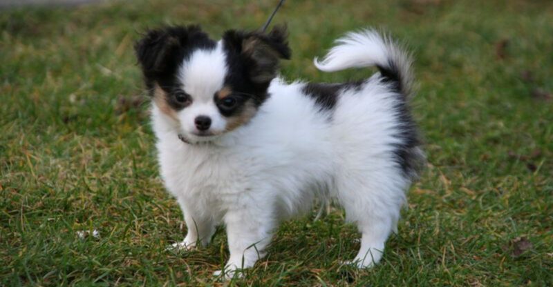 Everyone loves to praise smart dogs but these are 14 dog breeds that can make unprepared owners miserable fast