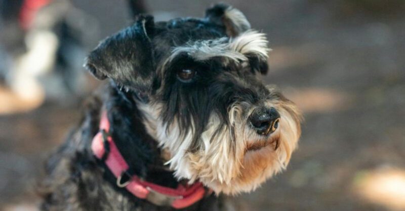 For these 16 dog breeds a missing sock somehow becomes a long term obsession