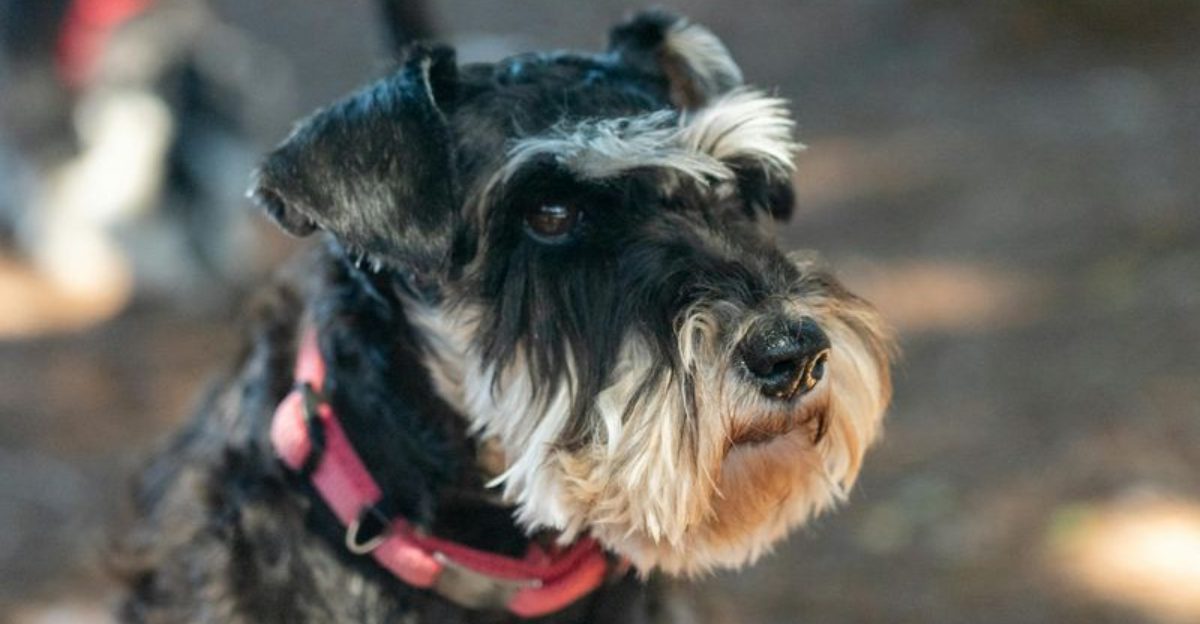 For these 16 dog breeds a missing sock somehow becomes a long term obsession