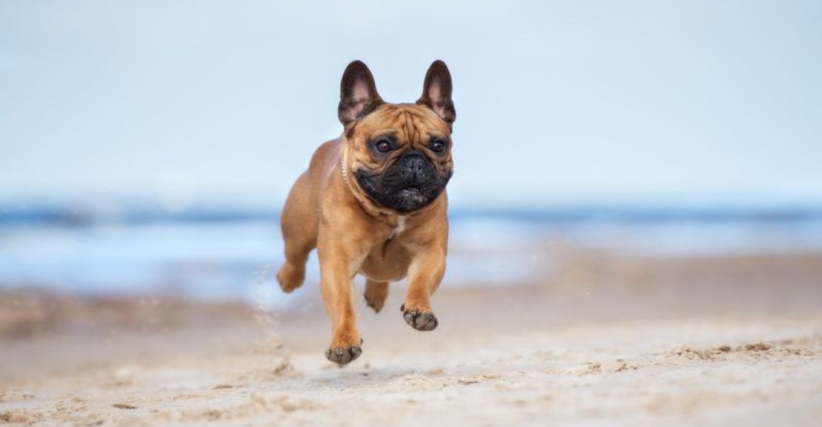 For these 19 dog breeds the front window is more than just a view its a role