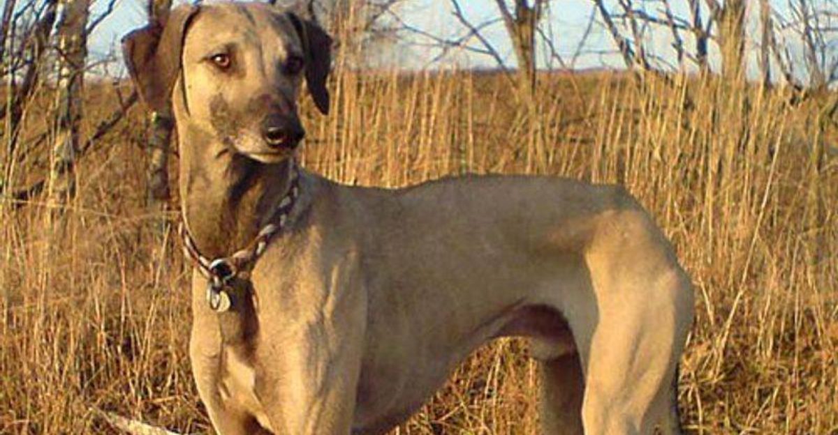 If you appreciate unusual dogs these 17 breeds are hard to forget