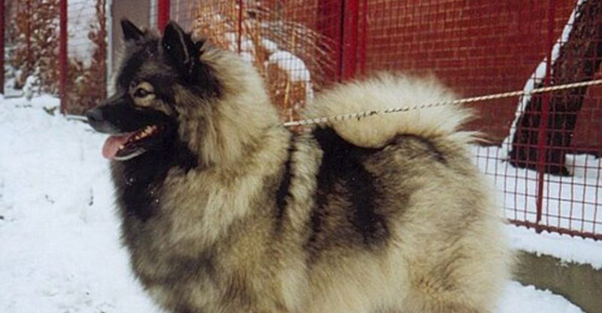Many people underestimate these 15 dog breeds at first glance