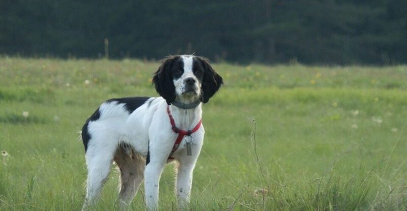 Nobody really prepares people for this side of these 15 dog breeds