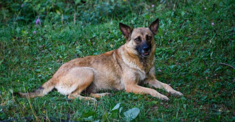 Not every obedient dog is truly relaxed and these are 12 breeds that can look well behaved while carrying more pressure than owners notice