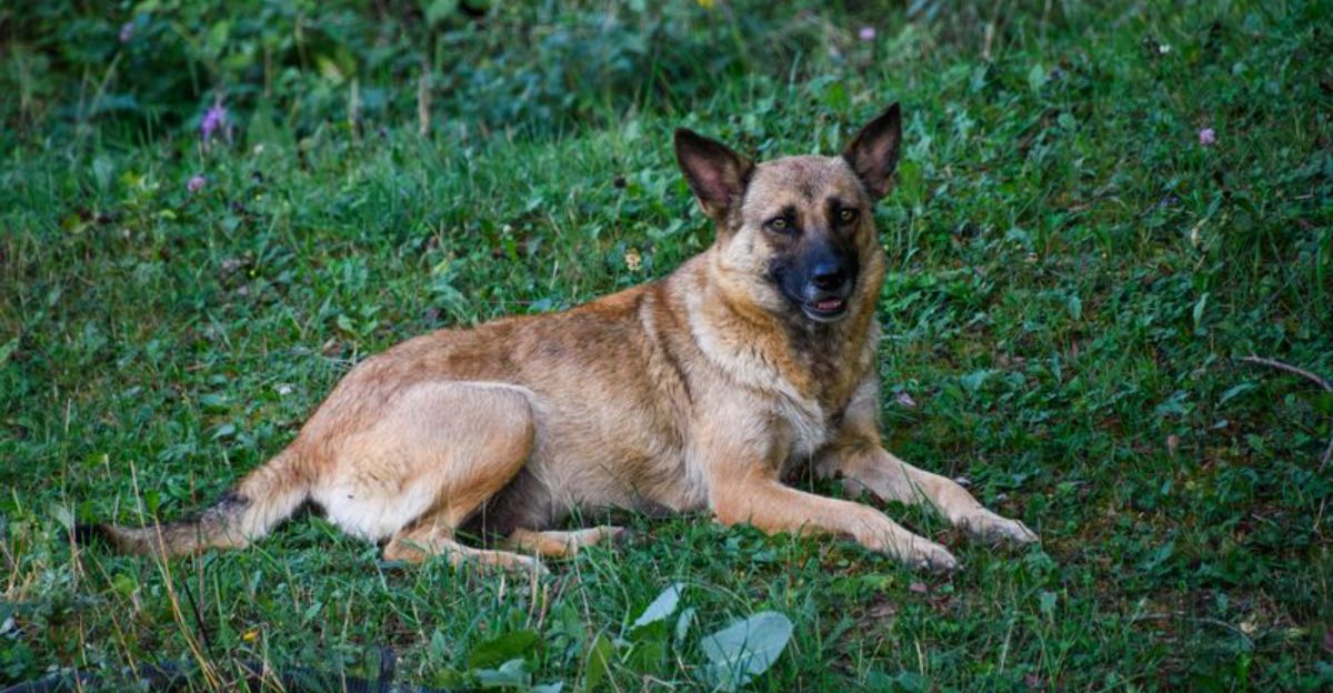 Not every obedient dog is truly relaxed and these are 12 breeds that can look well behaved while carrying more pressure than owners notice