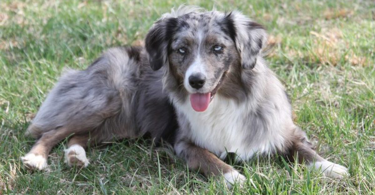 Not everyone expects this from these 16 dog breeds