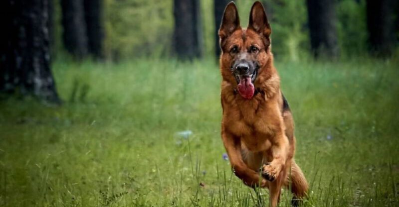 Nothing triggers a stronger reaction in these 17 dog breeds than a vacuum cleaner