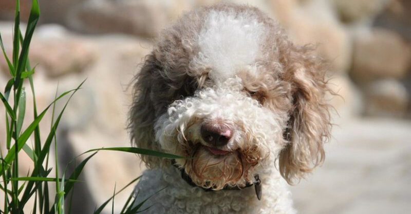 One toy is all it takes for these 18 dog breeds to lose all perspective