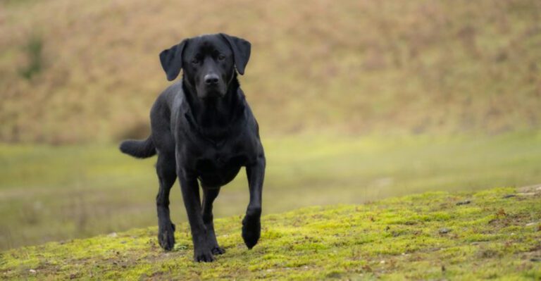 Owners say these 16 dog breeds changed the whole mood of the house faster than expected dog news