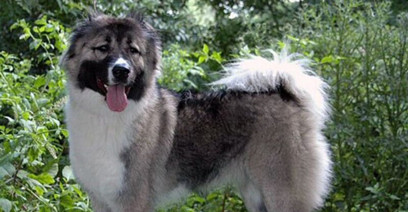 People often overlook this quiet strength in these 15 dog breeds