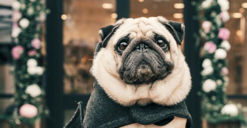 Rainy days hit these 18 dog breeds harder than most people would expect