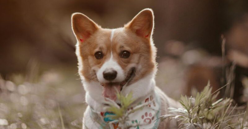 Social media sold these dogs like a dream these are 13 breeds that hit owners with reality the fastest