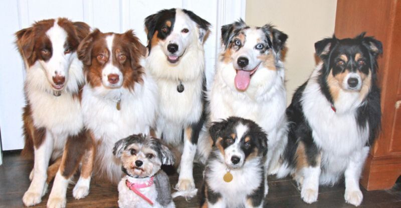Some dogs obey quickly but shut down just as fast these are 15 breeds that respond best when owners understand the emotional side of training