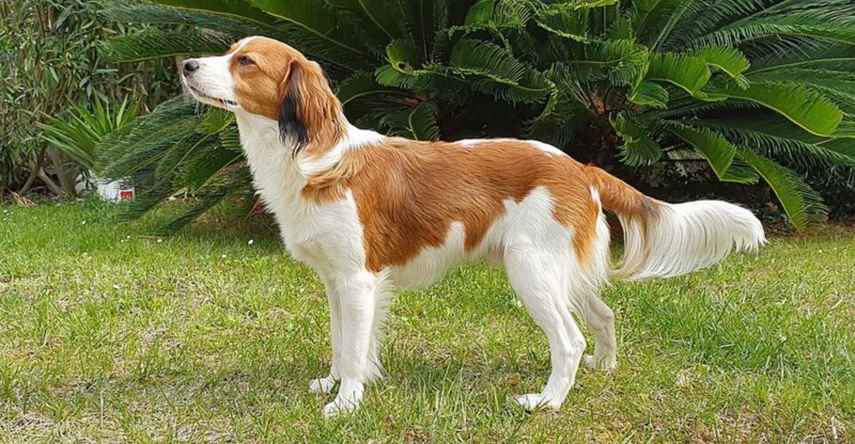 Something changes in a home when one of these 15 dog breeds becomes part of it