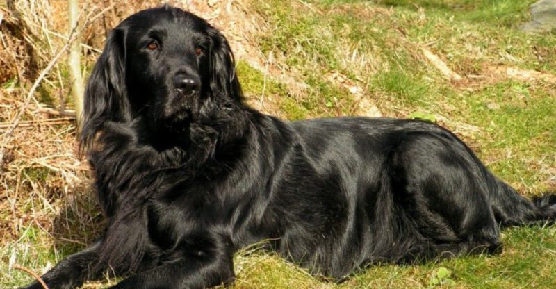 Stop mistaking obedience for emotional stability these are 15 dog breeds that can shut down before owners notice