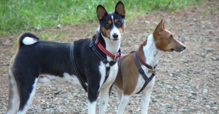 The 15 dog breeds people understand much better after living with one dog news