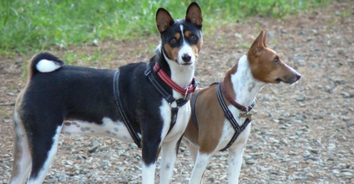 The 15 dog breeds people understand much better after living with one