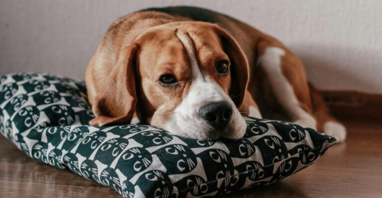 The 15 dog breeds that can make an ordinary house feel full of personality dog news