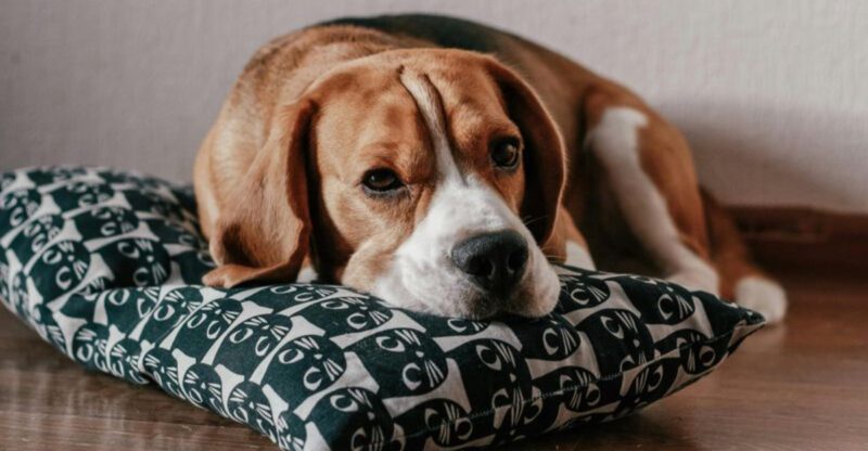 The 15 dog breeds that can make an ordinary house feel full of personality