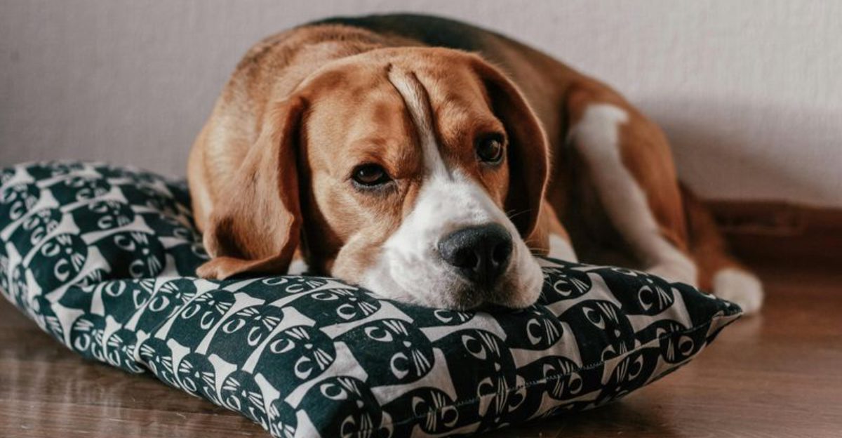 The 15 dog breeds that can make an ordinary house feel full of personality