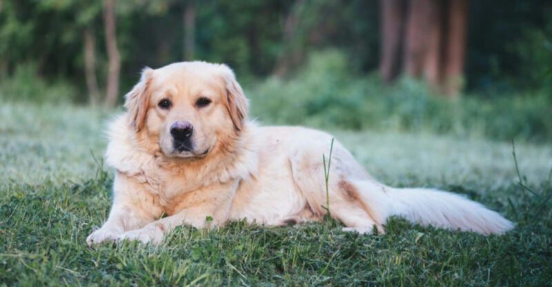 The 15 dog breeds that make normal weekends feel like an event