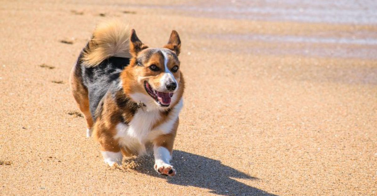 The sound of a snack wrapper means everything to these 15 dog breeds