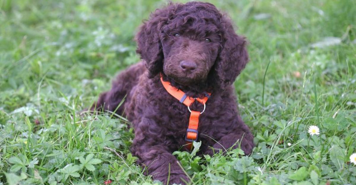 These 10 dogs need patience because harsh training can damage their trust