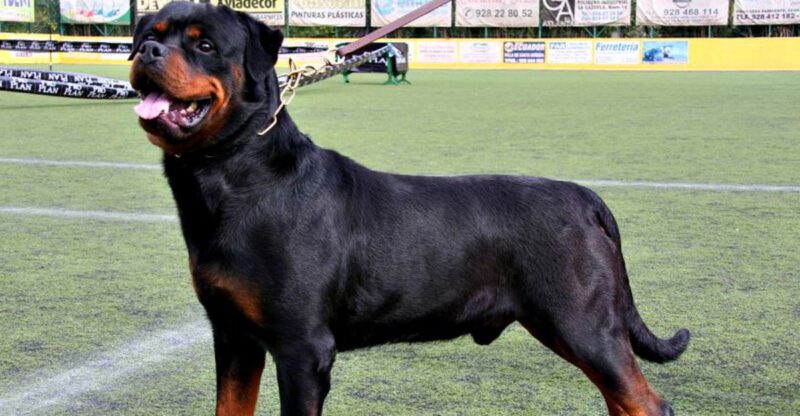 These 12 dogs stay peaceful until they believe youre not safe