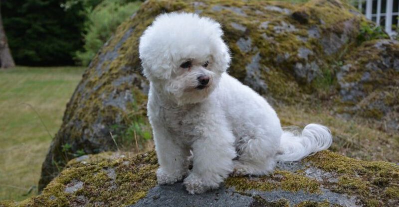 These 15 dog breeds often become the one part of the house nobody can imagine losing