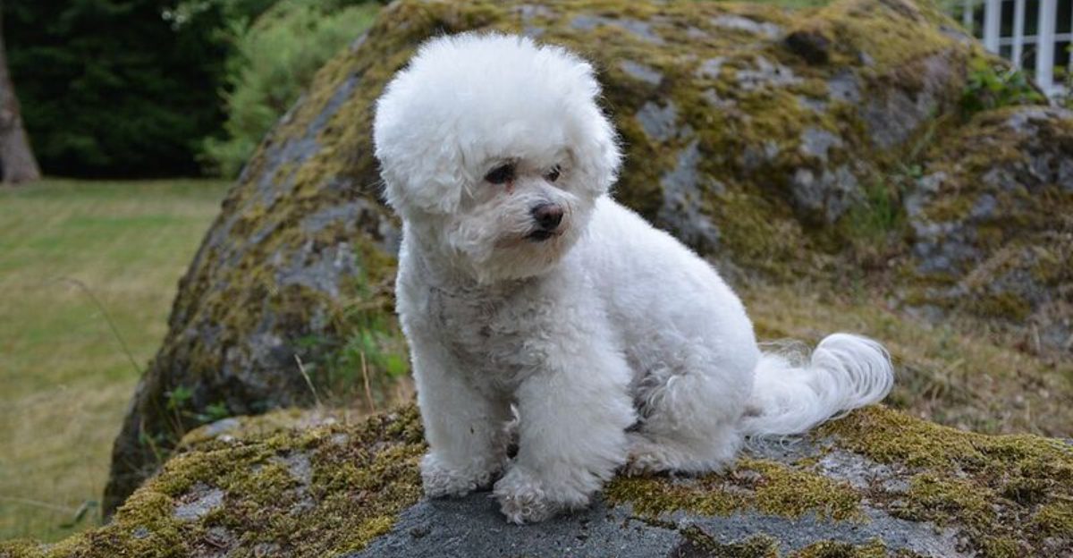 These 15 dog breeds often become the one part of the house nobody can imagine losing