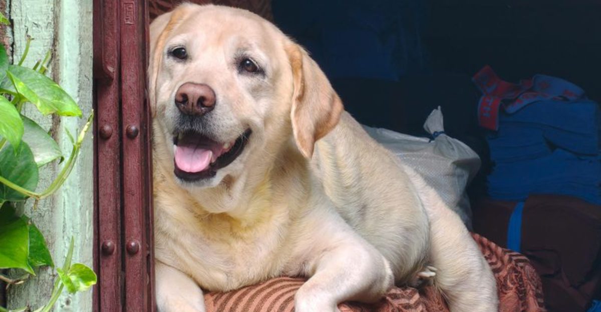 These 16 dog breeds have a way of making their favorite person feel almost chosen