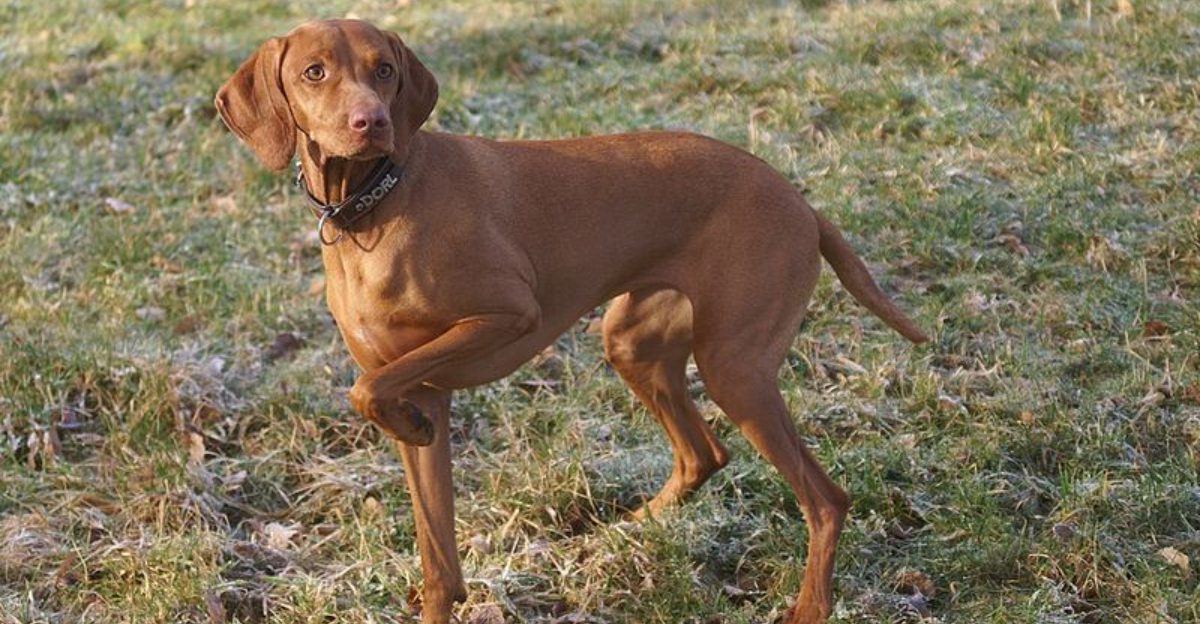 These 16 dog breeds look adorable online but their real personalities catch people off guard