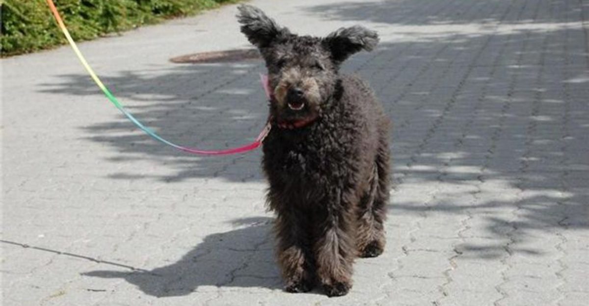 These 17 dog breeds seem calm on the surface but notice absolutely everything