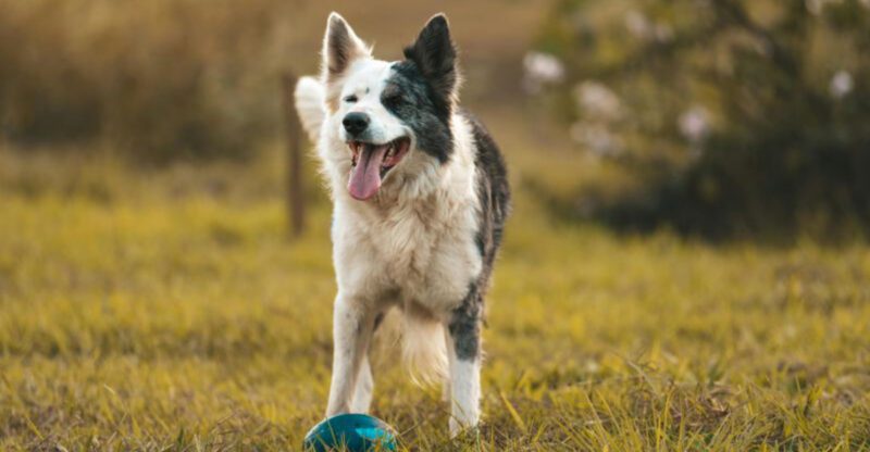 These 6 dog breeds can be a challenge and 6 more you should think twice about