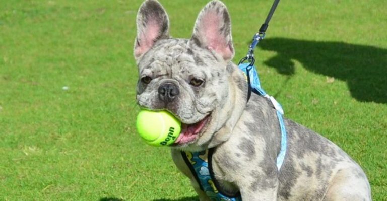 Think a cute face excuses everything These are 15 dog breeds owners forgive far too easily dog news