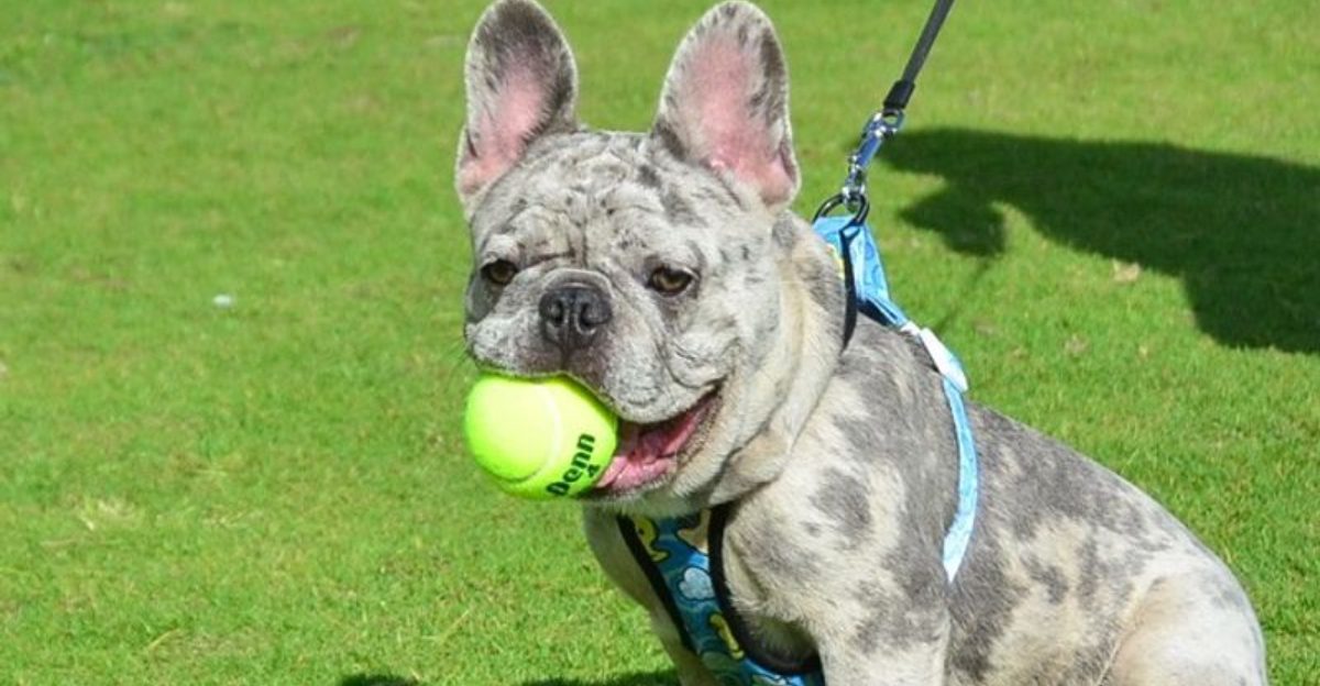 Think a cute face excuses everything These are 15 dog breeds owners forgive far too easily