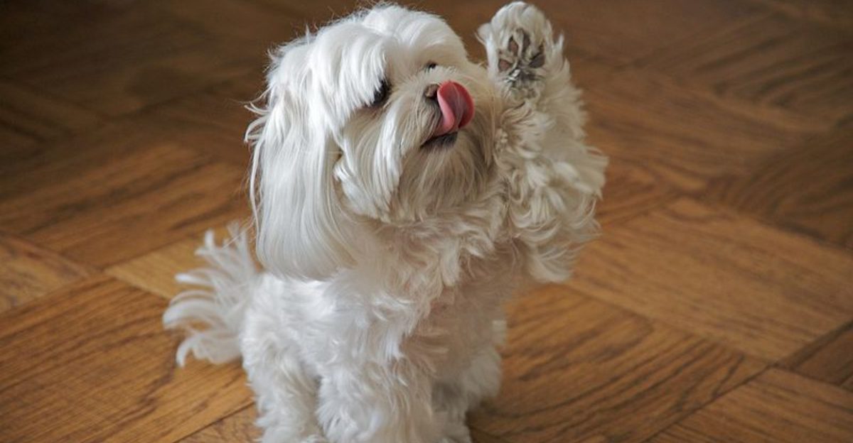 Think coat care is just brushing These are 13 dog breeds that prove upkeep can spiral fast