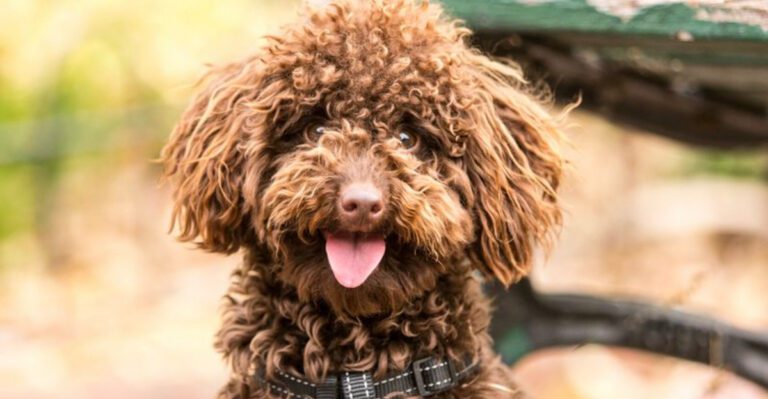 This small detail about these 15 dog breeds often goes unnoticed at first dog news