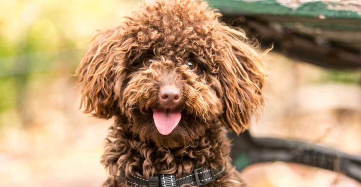 This small detail about these 15 dog breeds often goes unnoticed at first