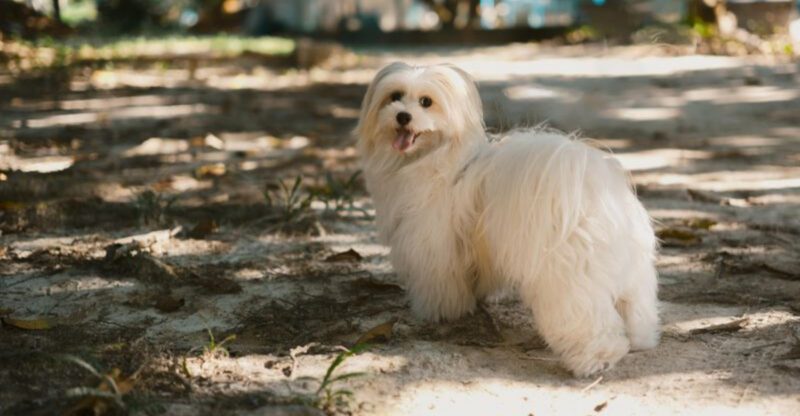 Very few people talk about how emotionally complex these 15 dog breeds can be