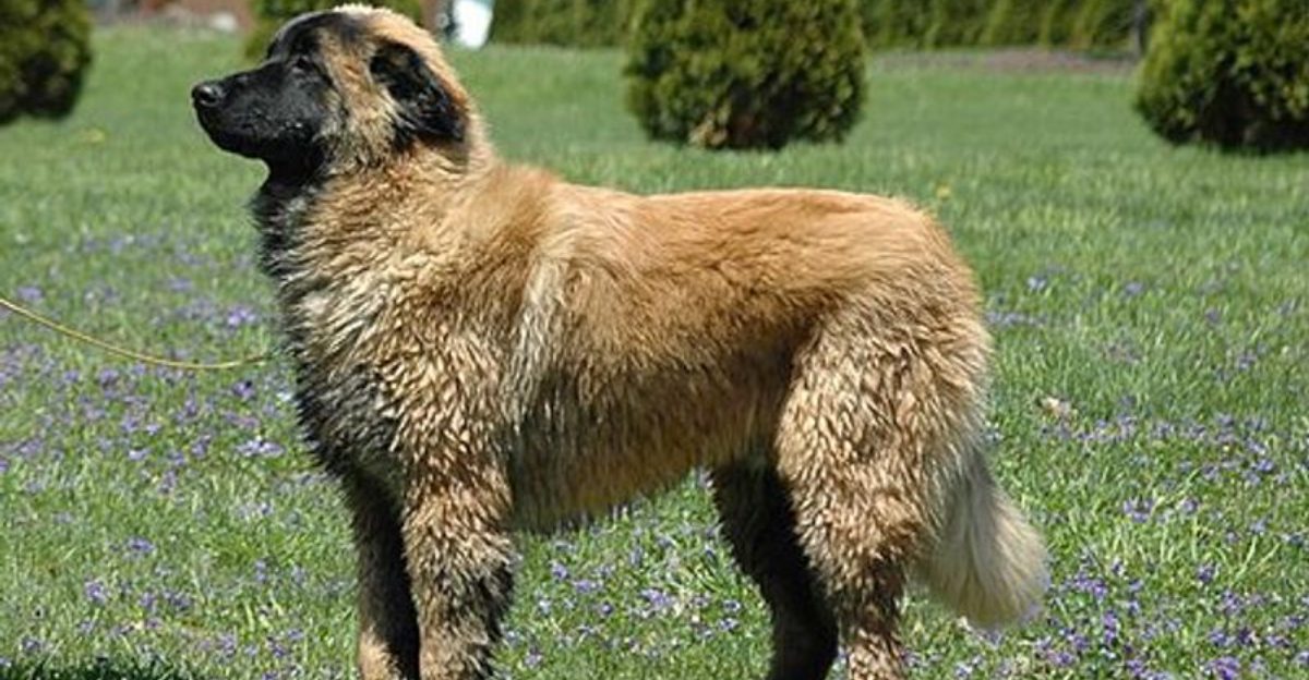 What draws people in about these 15 dog breeds is not what most