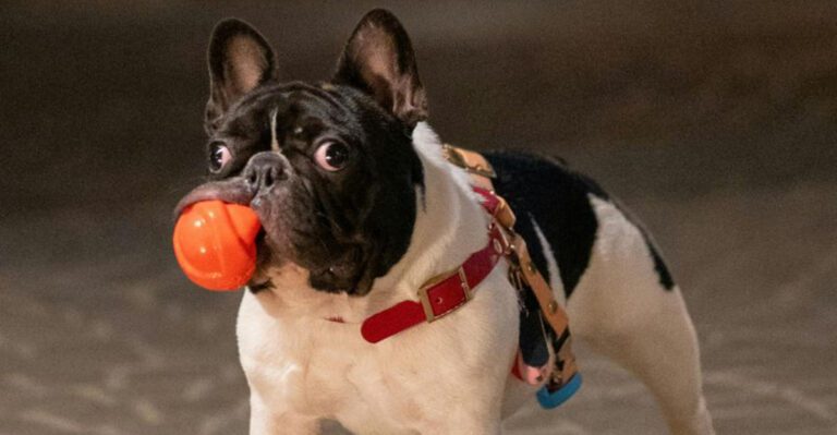 What owners eventually realize about these 18 dog breeds usually comes as a surprise dog news