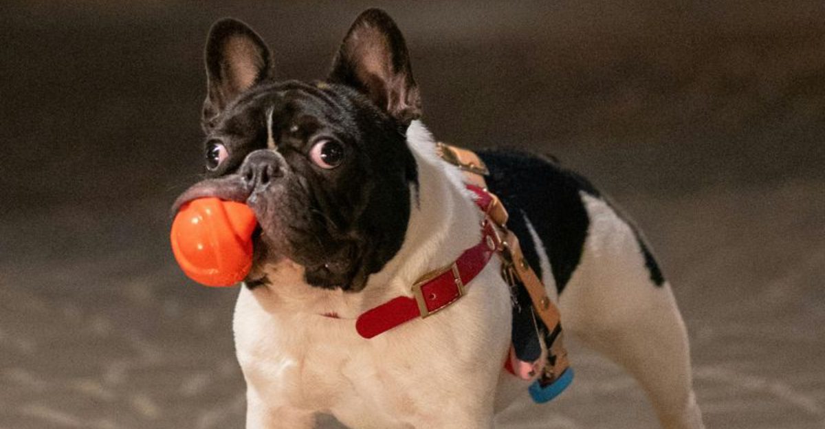 What owners eventually realize about these 18 dog breeds usually comes as a surprise