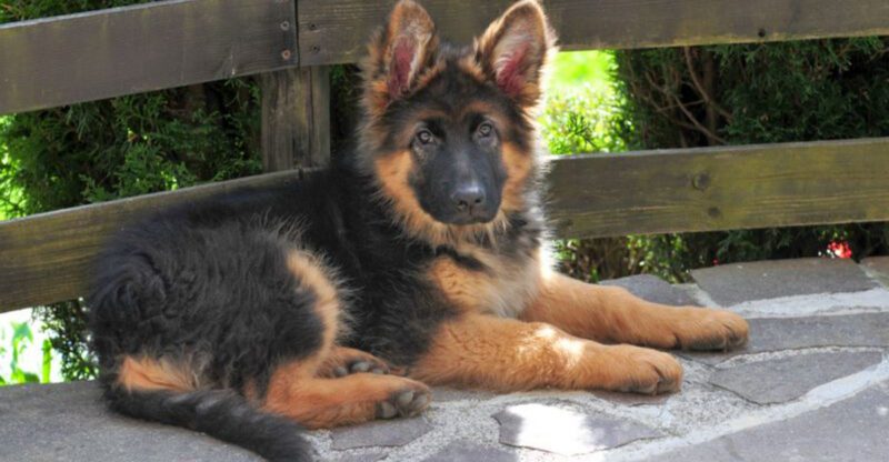 When guests arrive these 17 dog breeds act like theyve been waiting all day for the show