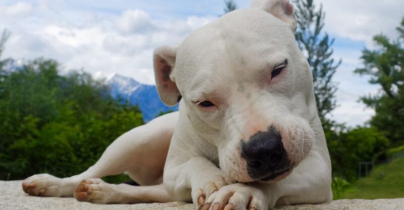 10 USA born dog breeds that make great companions