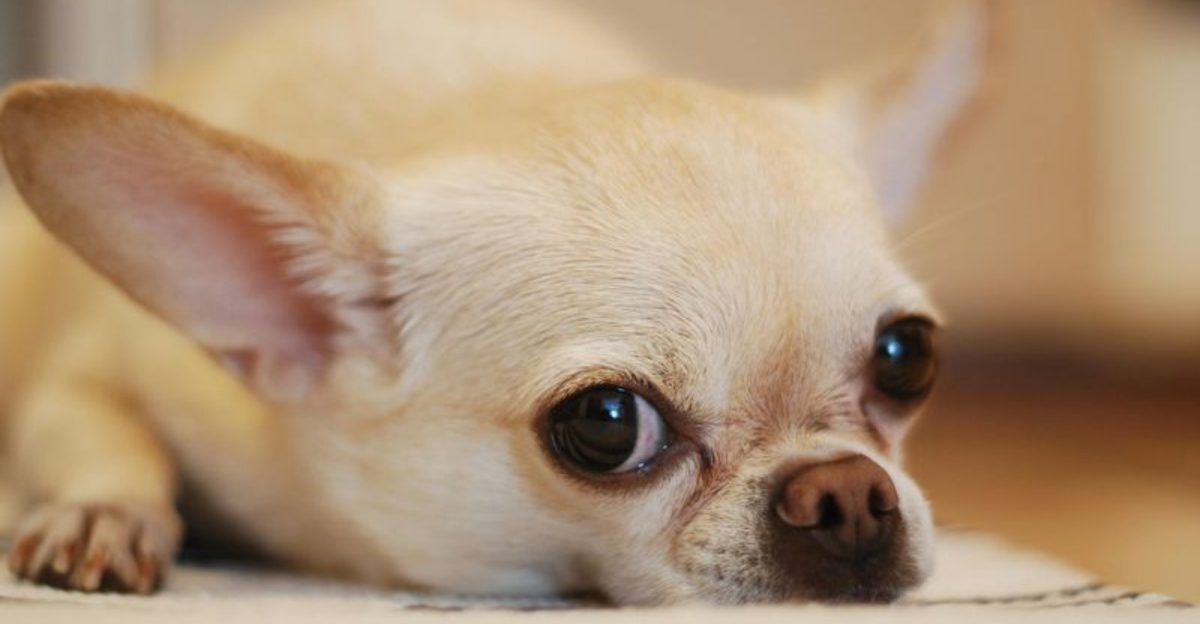 10 adorable little dogs with big protective personalities