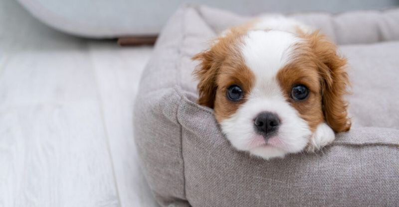 10 affectionate lap dogs that are perfect cuddle companions