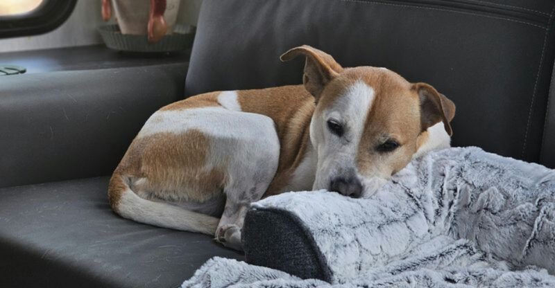 10 behaviors that reveal your dog prefers solitude