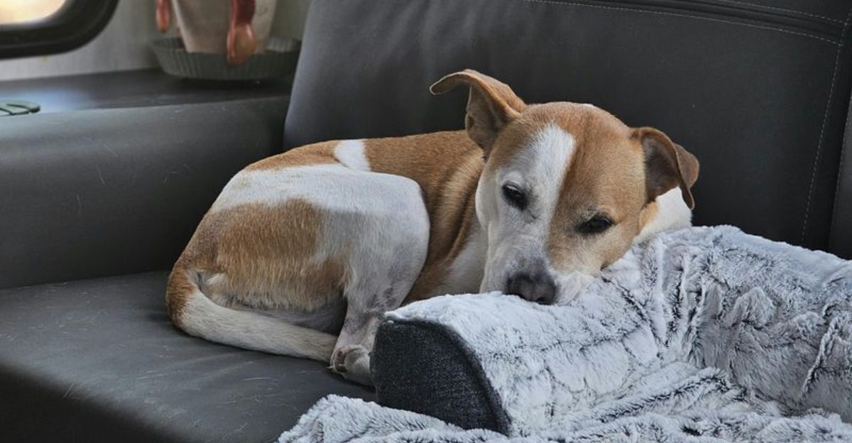 10 behaviors that reveal your dog prefers solitude