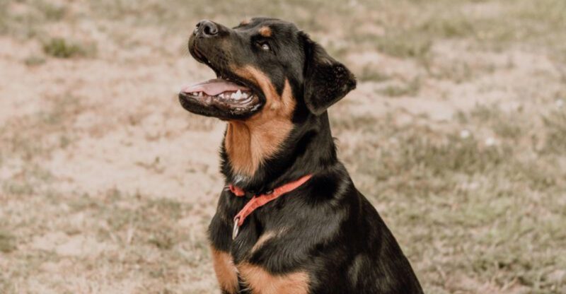 10 breeds that are a dream for owners who value discipline